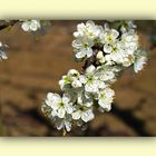  Fleurs de mirabellier   --  Mirabellenbaumblüten