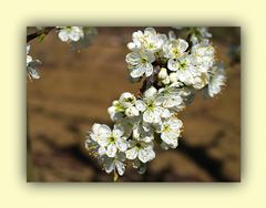  Fleurs de mirabellier   --  Mirabellenbaumblüten
