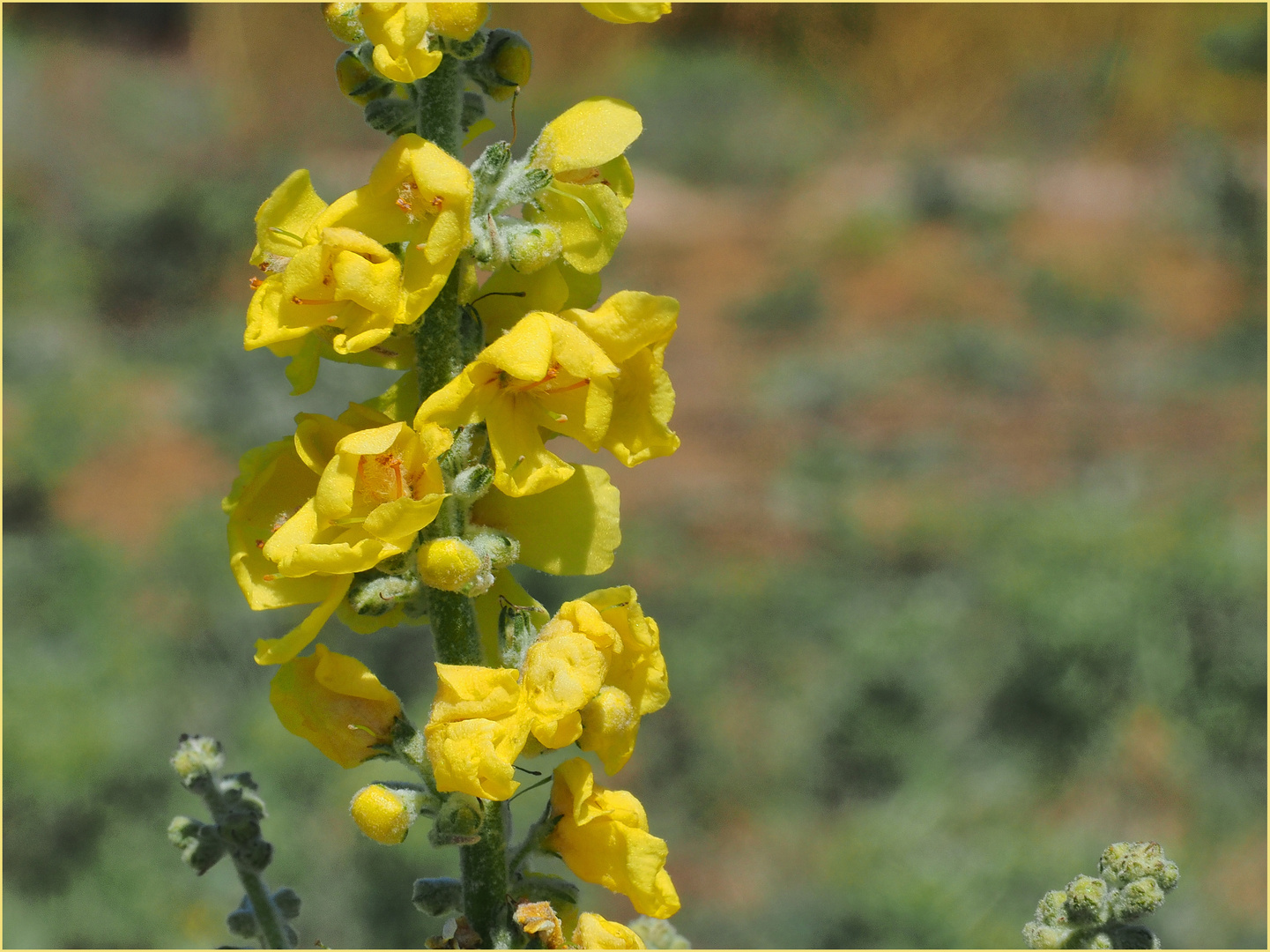 Fleurs de molène bouillon-blanc