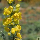 Fleurs de molène bouillon-blanc