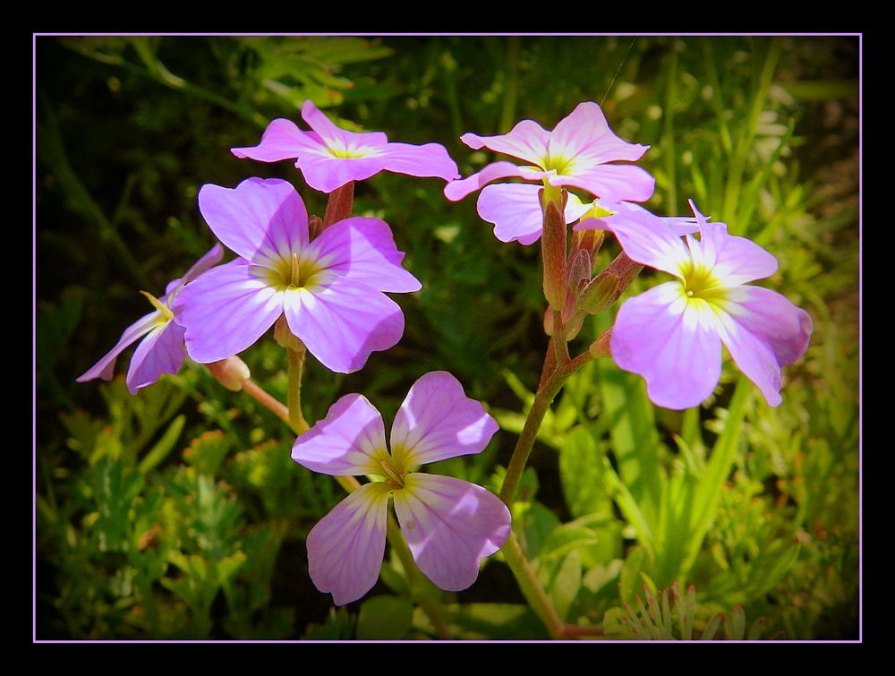 fleurs de mon jardin