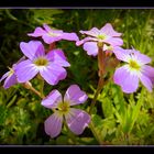 fleurs de mon jardin