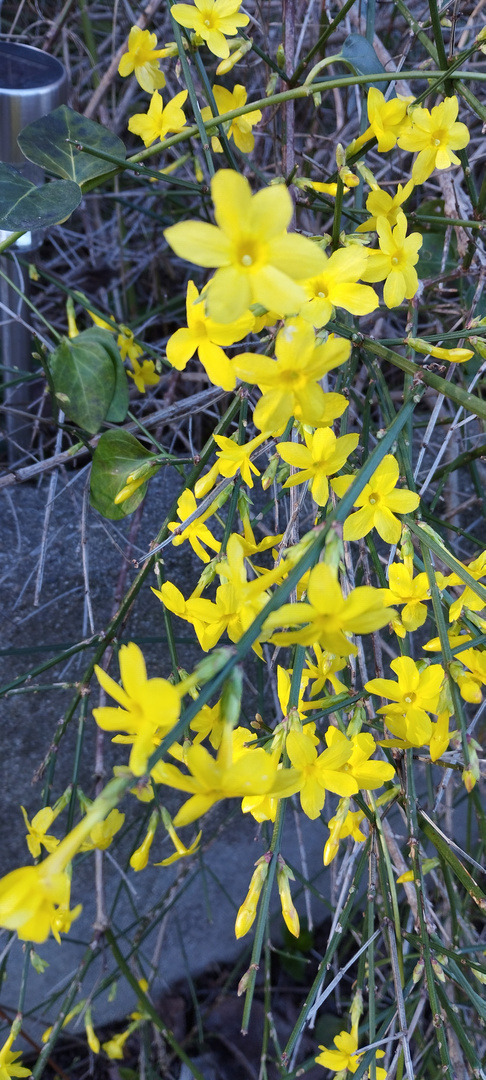 fleurs de mon jardin, aujourd'hui !