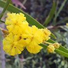 fleurs de mon jardin, aujourd'hui !