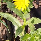 fleurs de mon jardin, aujourd'hui !