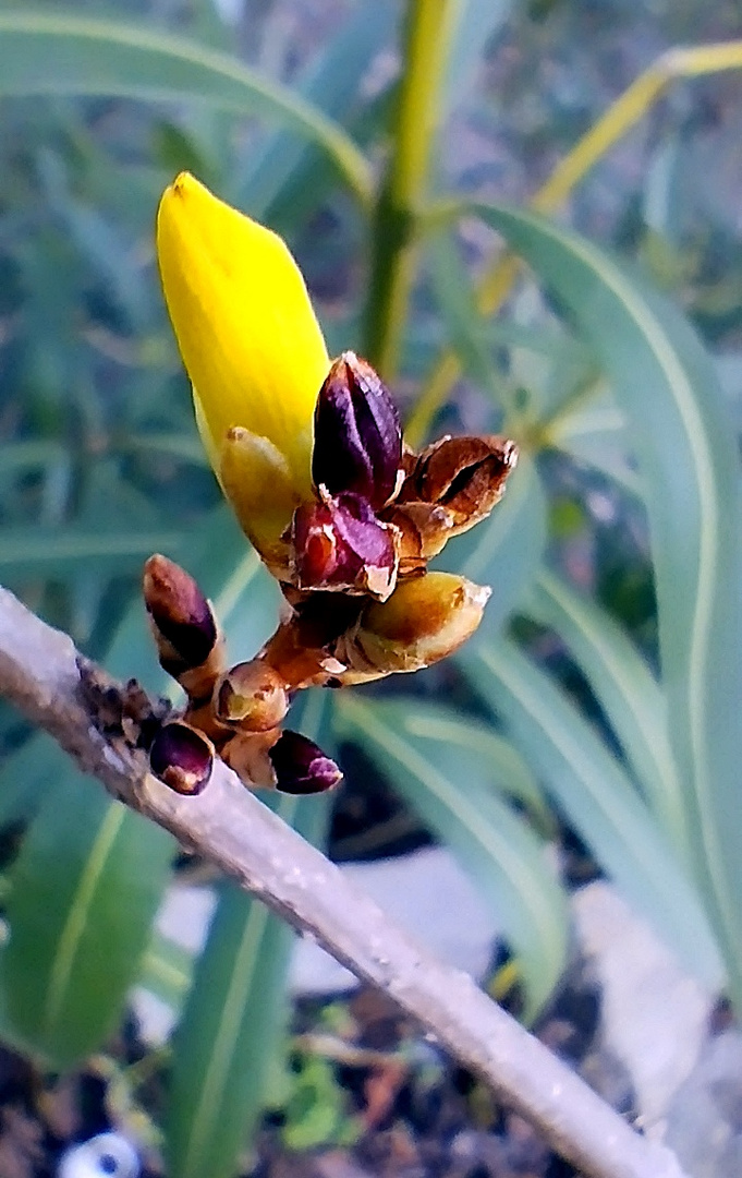 fleurs de mon jardin, aujourd'hui !