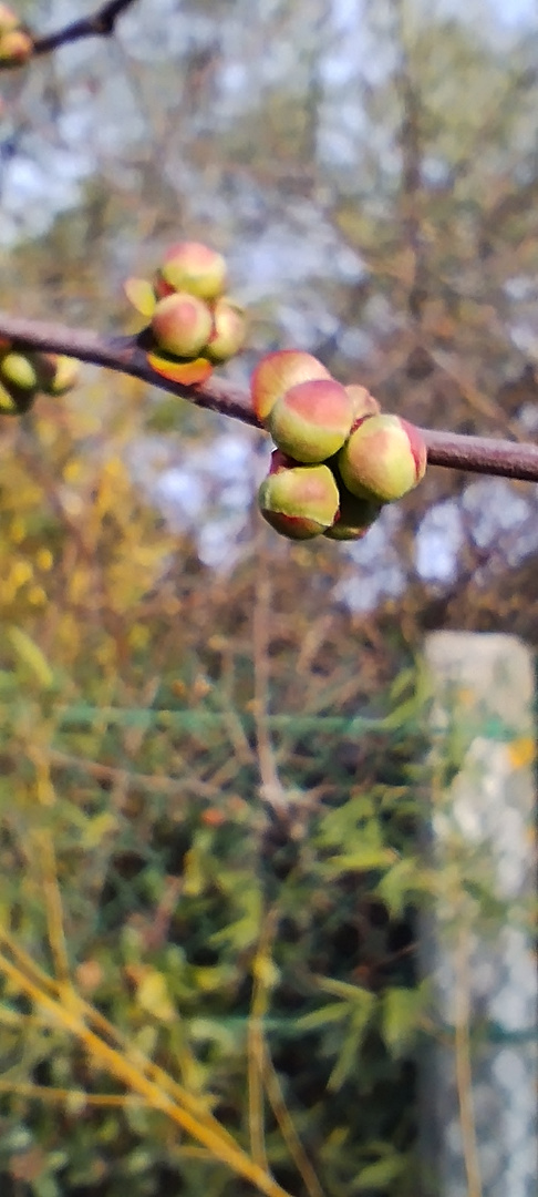 fleurs de mon jardin, aujourd'hui !