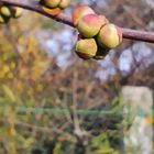 fleurs de mon jardin, aujourd'hui !