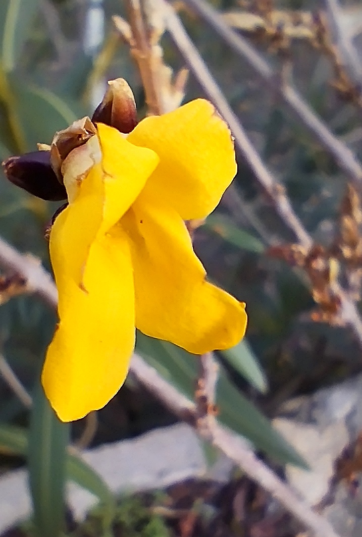 fleurs de mon jardin, aujourd'hui !