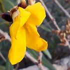 fleurs de mon jardin, aujourd'hui !