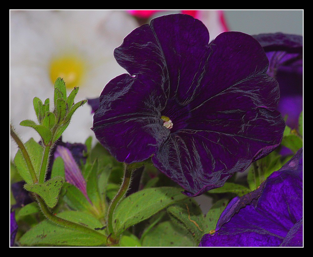 " Fleurs de mon jardin "