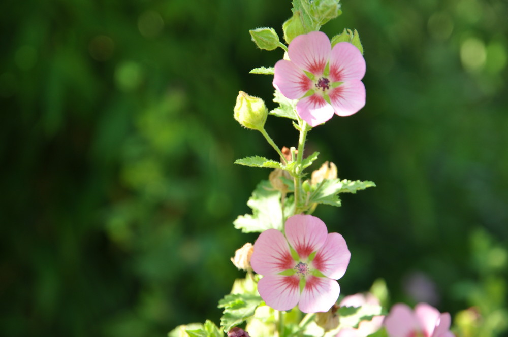 Fleurs de mon jardin