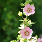 Fleurs de mon jardin