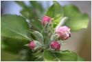 FLEURS DE MON POMMIER de Josiane64 