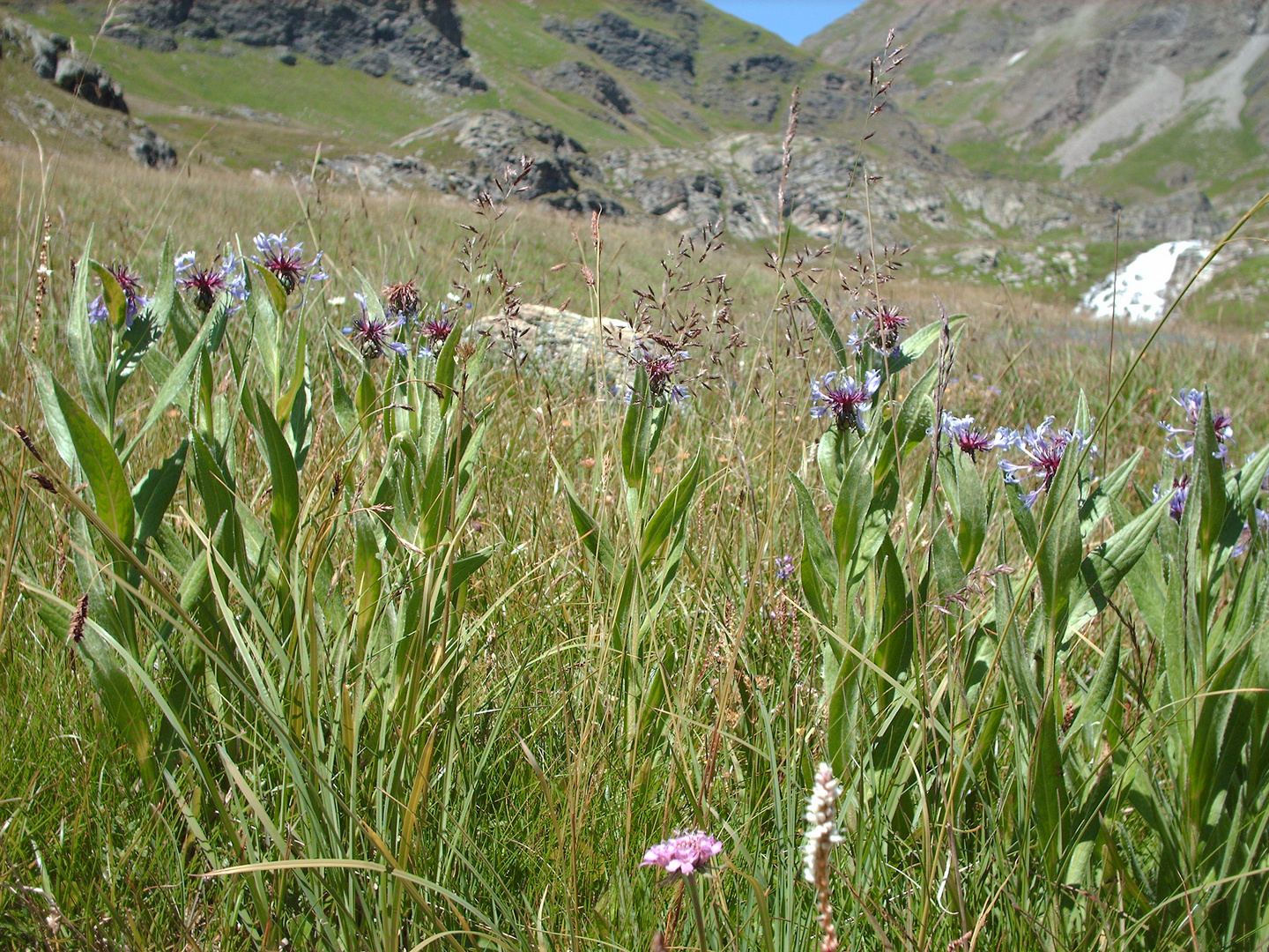 FLEURS DE MONTAGNE