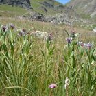 FLEURS DE MONTAGNE