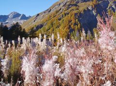 fleurs de montagne