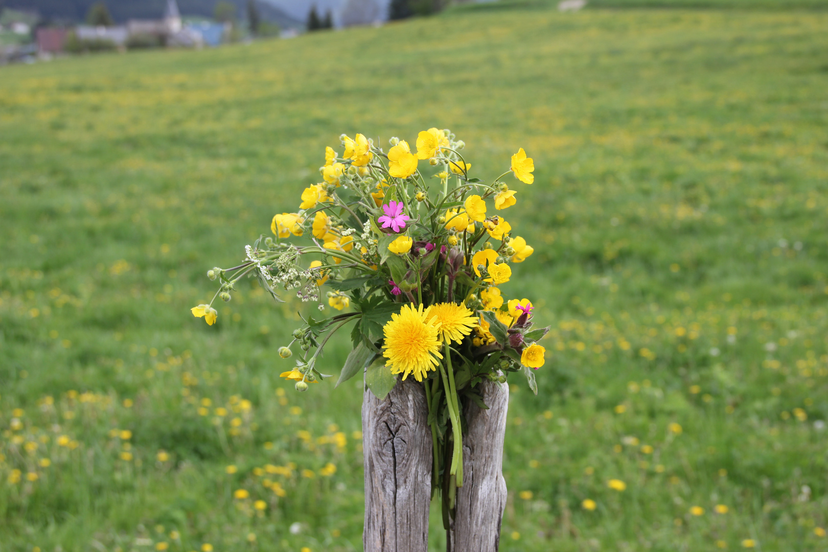 fleurs de montagne