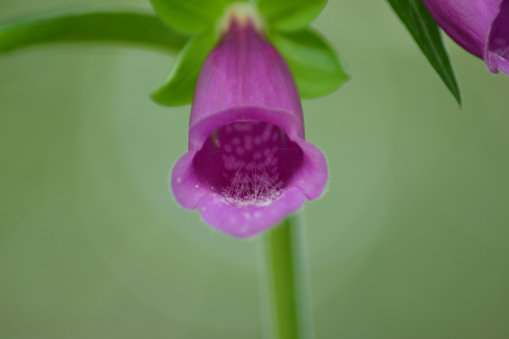 Fleurs de montagne