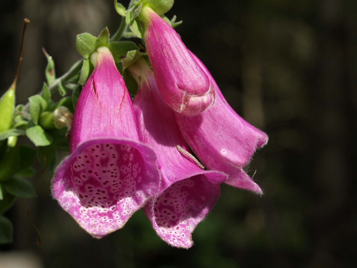 Fleurs de montagne