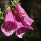 Fleurs de montagne