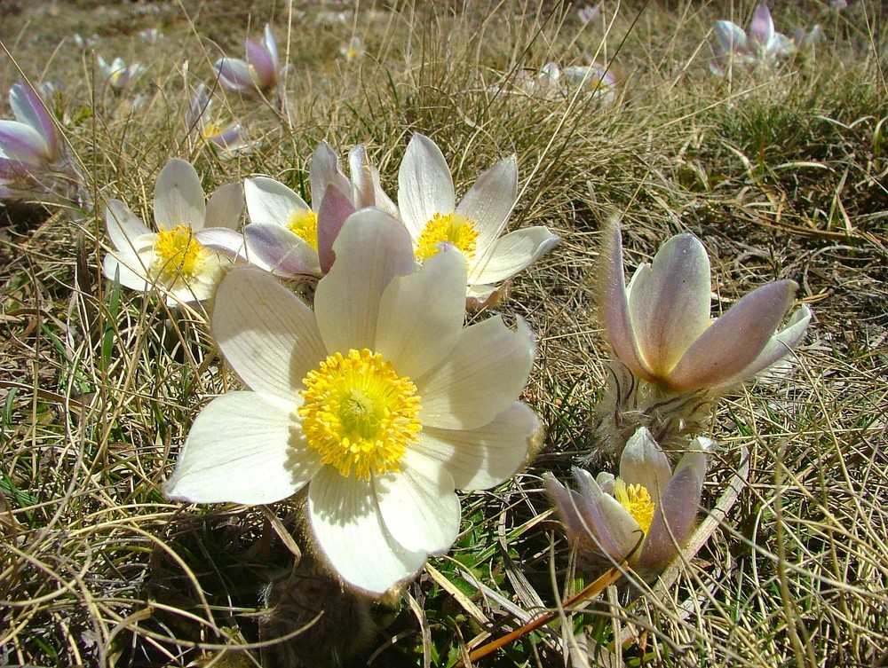 Fleurs de montagne des Pyrennées au printemps