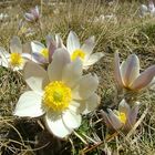 Fleurs de montagne des Pyrennées au printemps