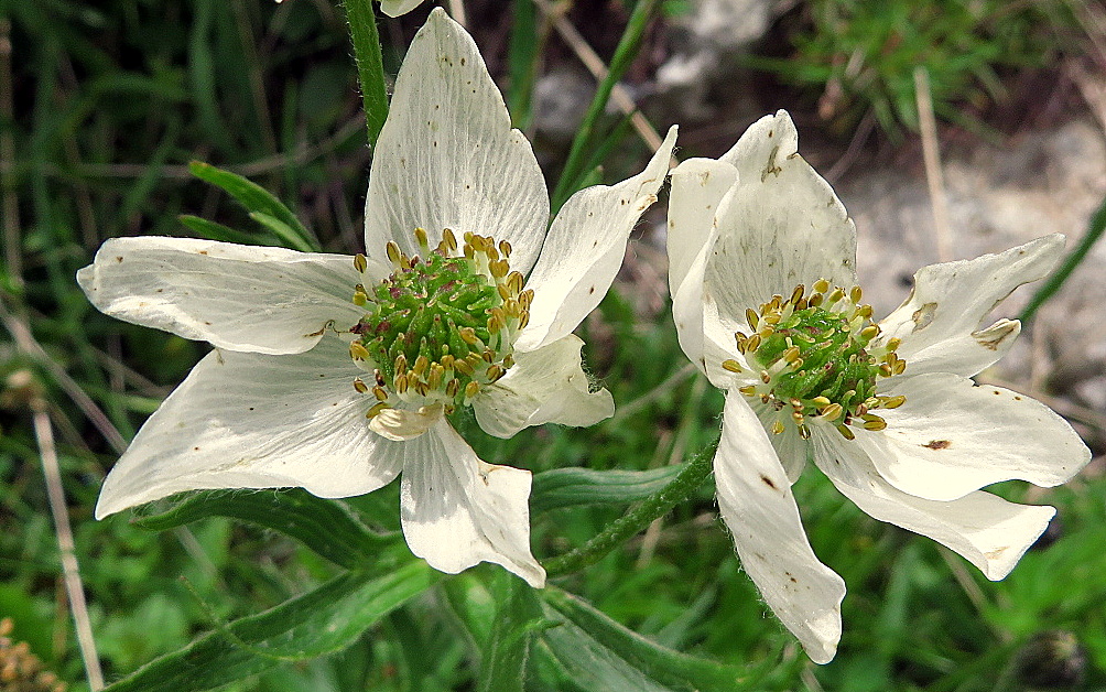 Fleurs de montagne