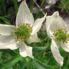 Fleurs de montagne