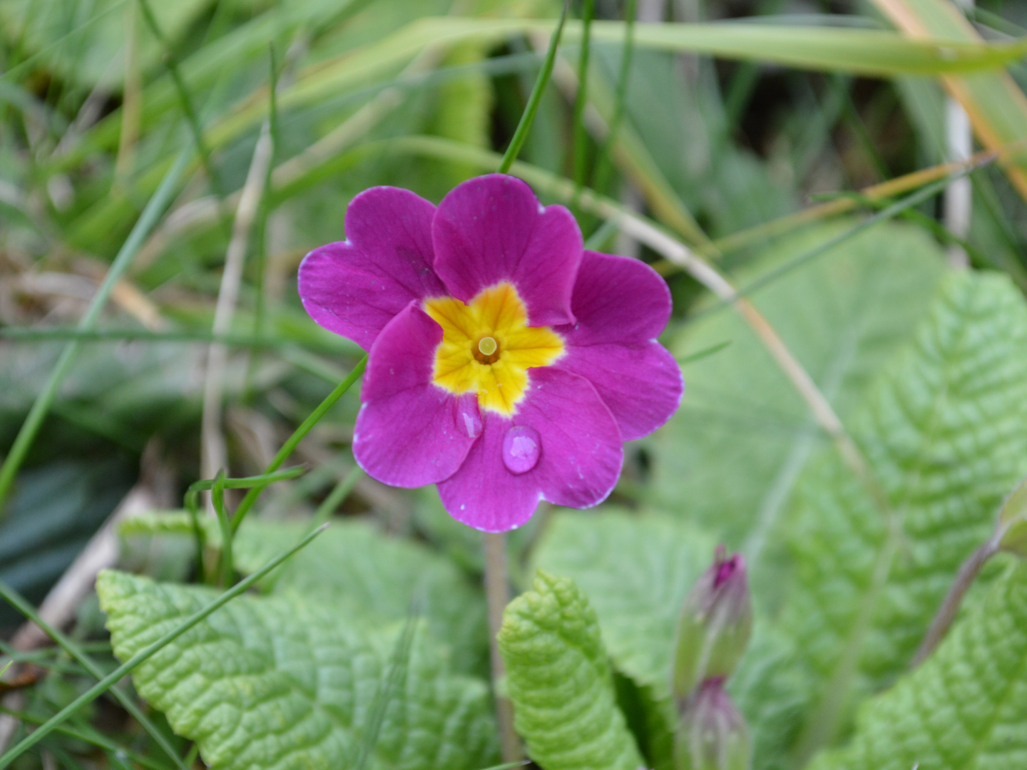 Fleurs de montagnes