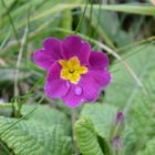 Fleurs de montagnes