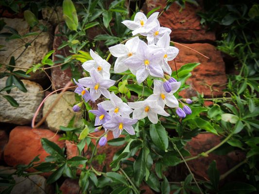 Fleurs de morelle faux jasmin