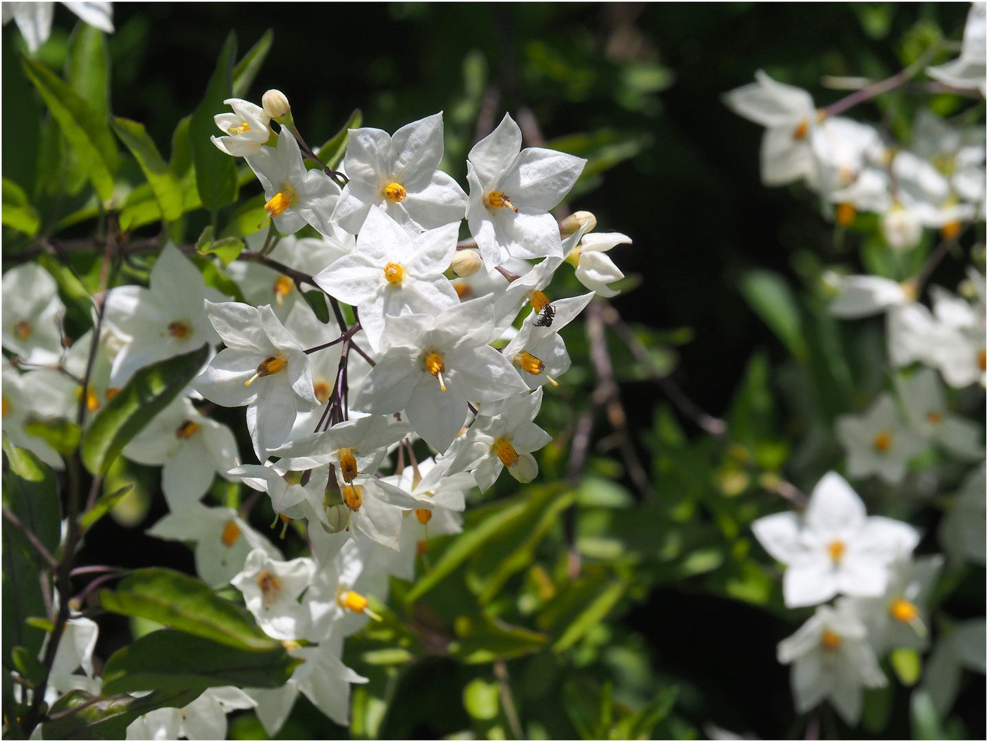 Fleurs de morelle noire