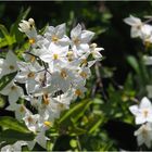 Fleurs de morelle noire