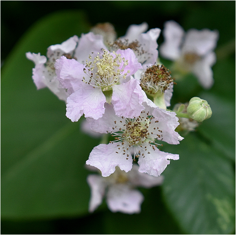 fleurs de mûrier