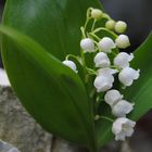 Fleurs de muguet