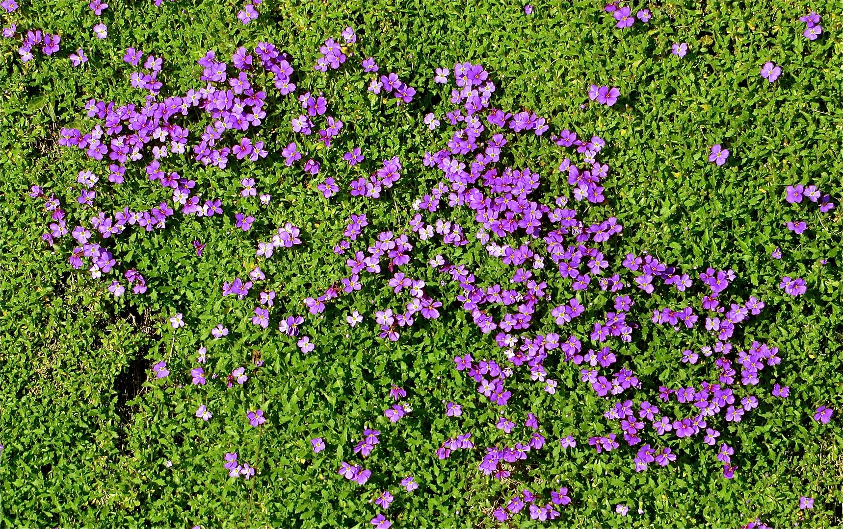 ...fleurs de mur !!!...