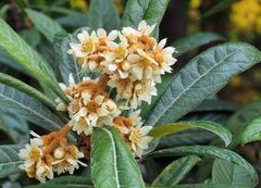 Fleurs de néflier du japon