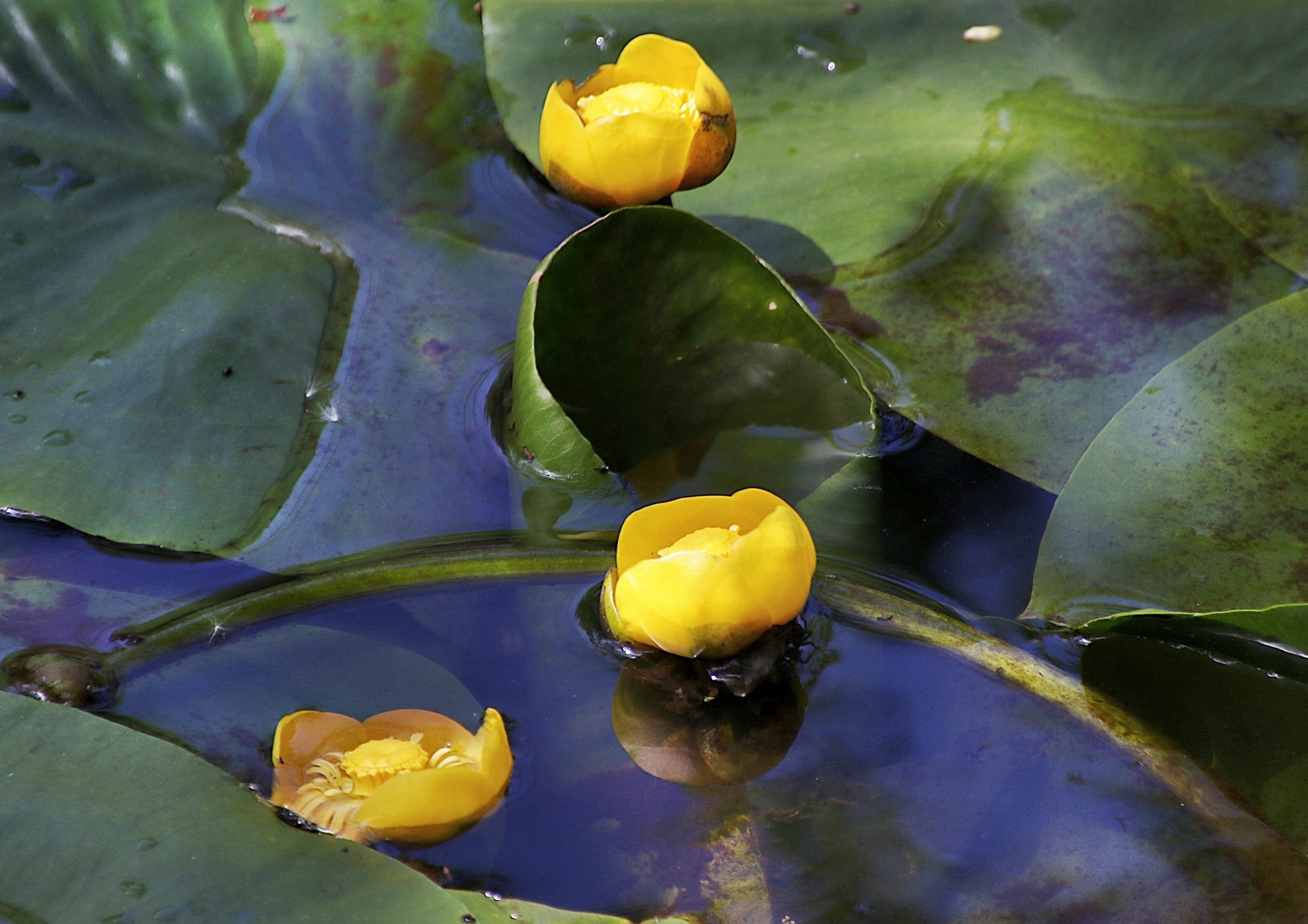 fleurs de nénuphars !