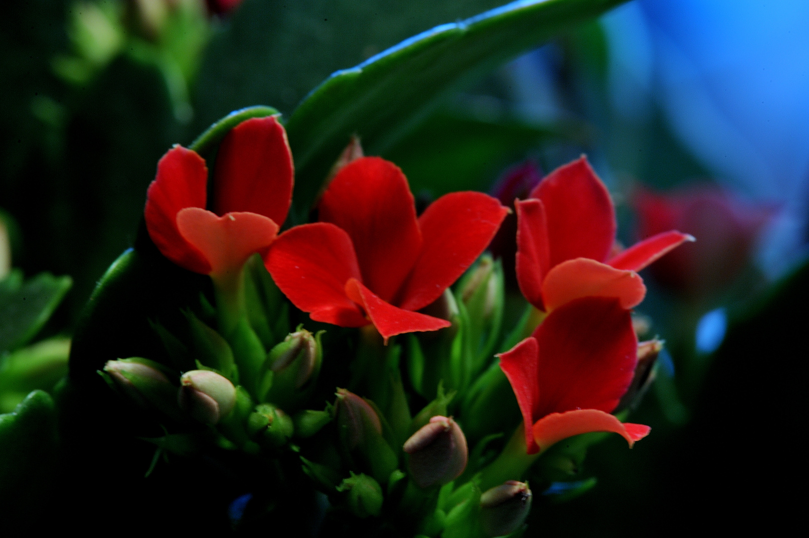 Fleurs de Noël.