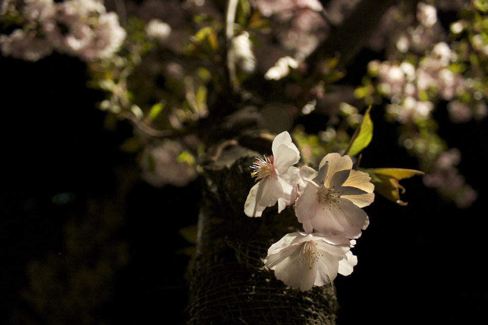 Fleurs de nuit II