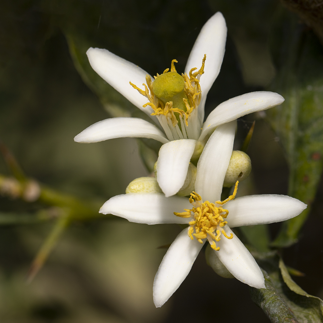 Fleurs de pamplemousse