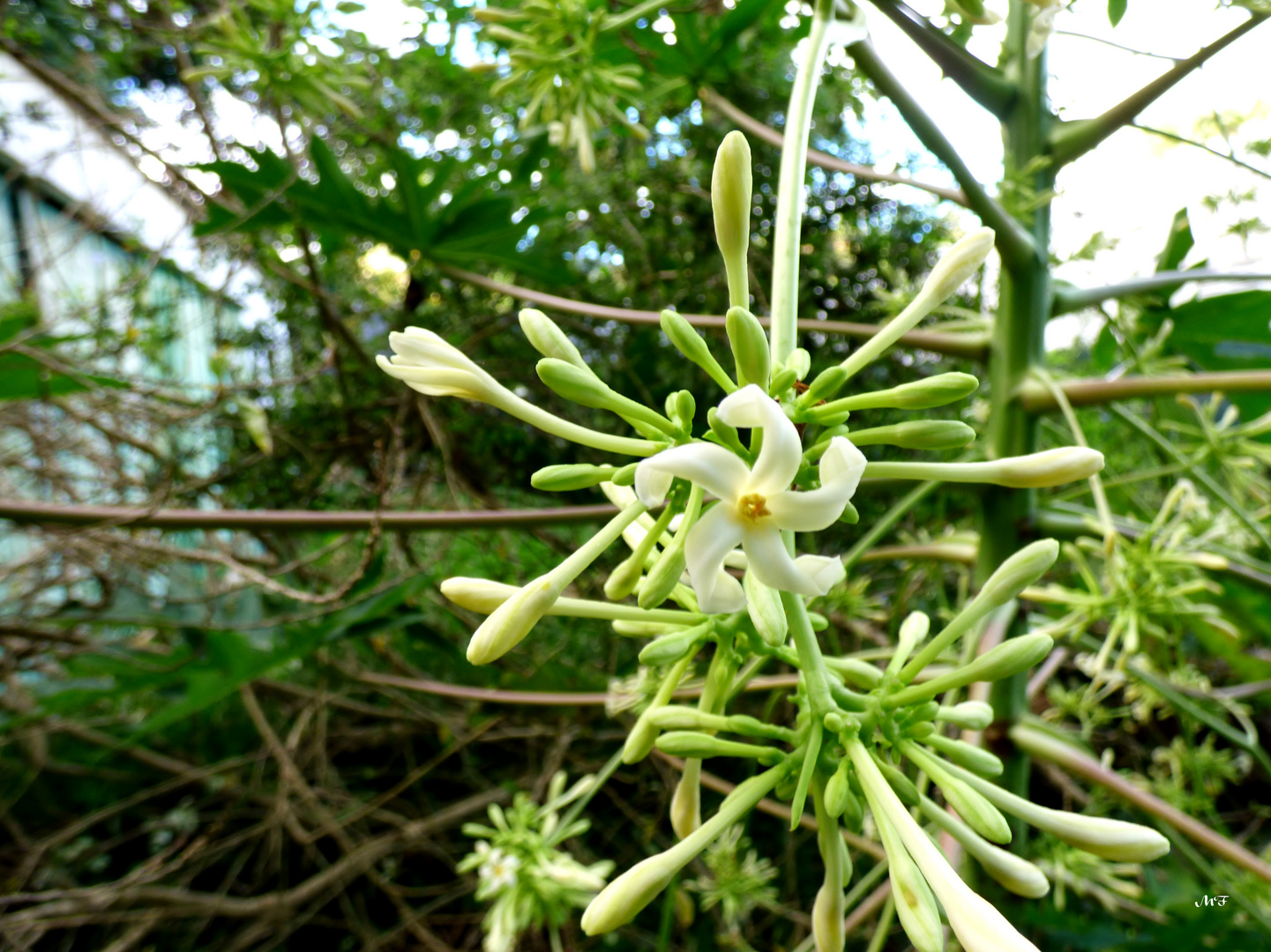 Fleurs de papayer