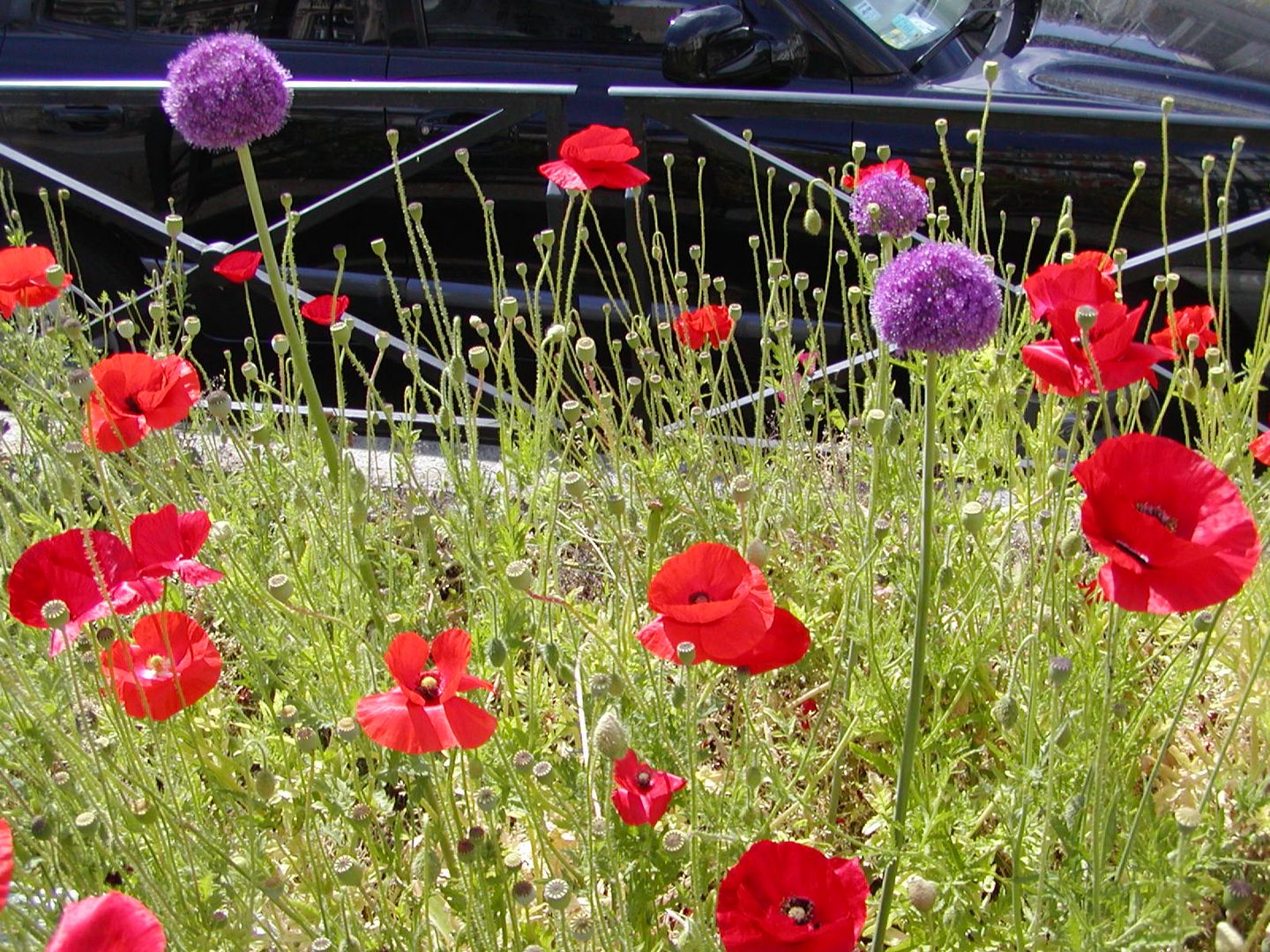 fleurs de Paris