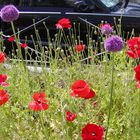 fleurs de Paris