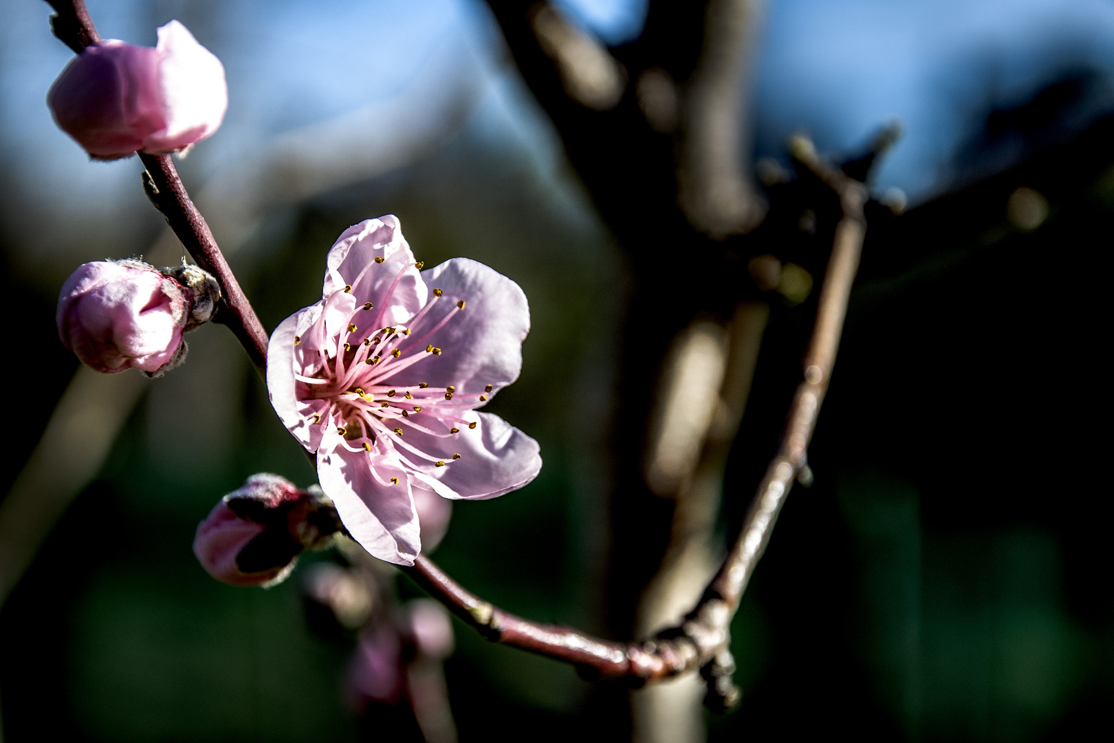 Fleurs de pêcher