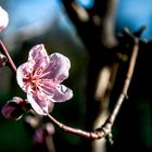 Fleurs de pêcher