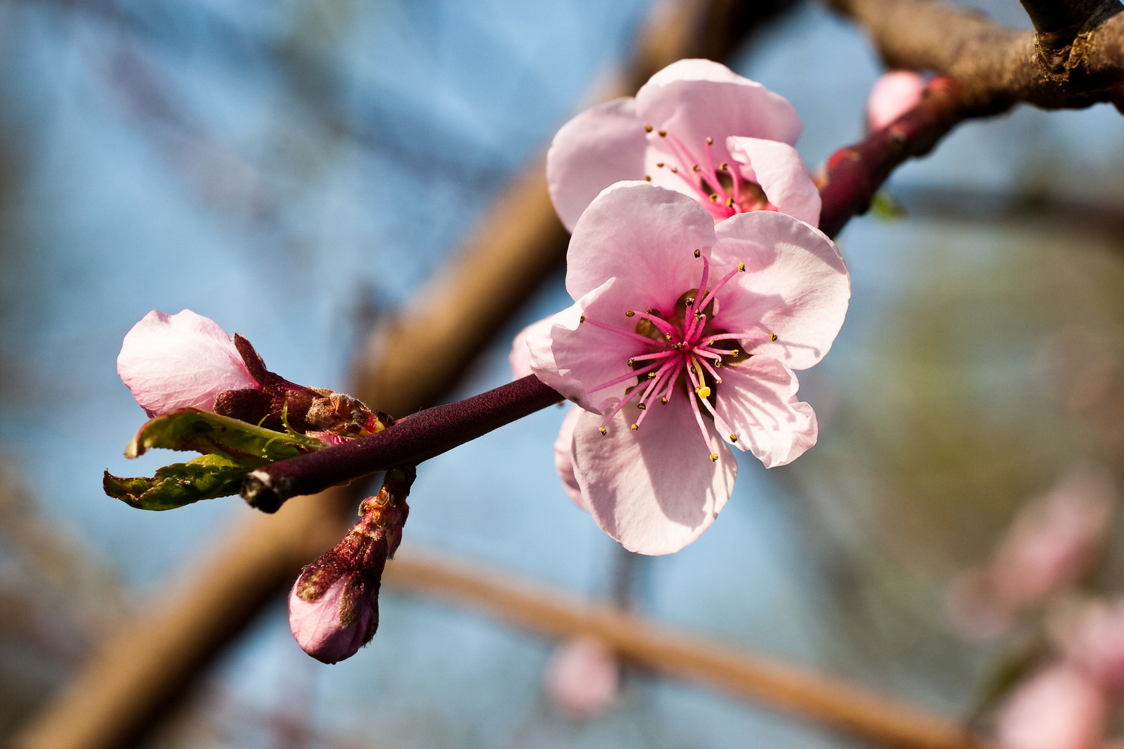 Fleurs de pêcher