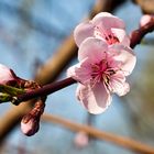 Fleurs de pêcher