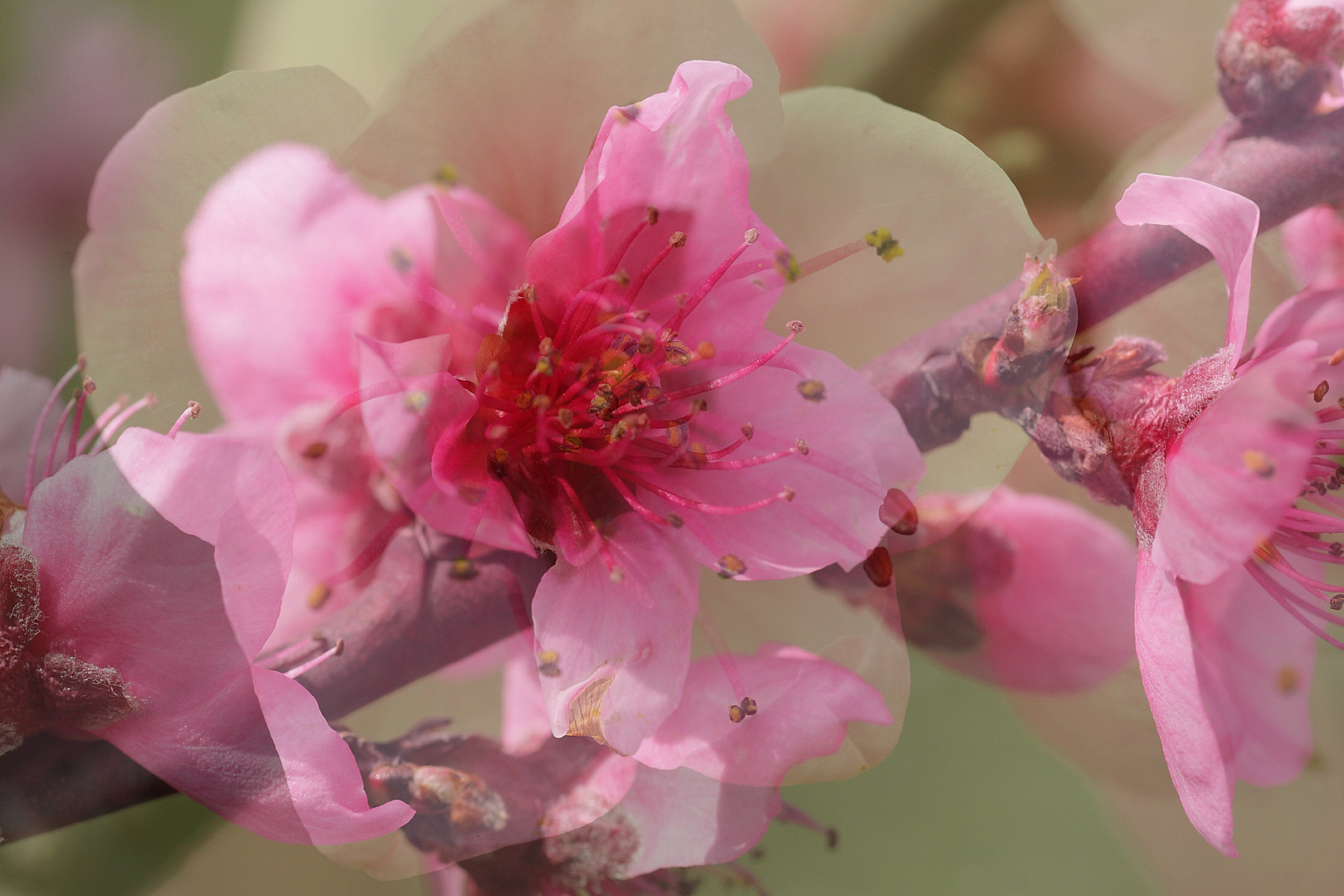 Fleurs de pêcher